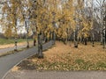 Birch trees in the park Royalty Free Stock Photo