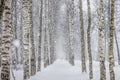 Birch trees path in .the park Royalty Free Stock Photo