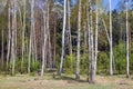 Birch trees in Poland
