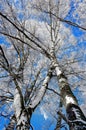 Birch trees with rime frost Royalty Free Stock Photo