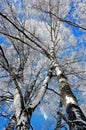 Birch trees with rime frost