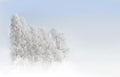 Birch trees with rime frost in white landscape with blue sky Royalty Free Stock Photo