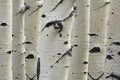 Birch trees in a row close-up of trunks