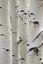 Birch trees in a row close-up of trunks