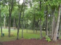 Birch Trees Scattered Sparsely in a Park