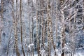 Birch trees in snow Royalty Free Stock Photo