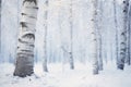 birch trees in a snowy forest Royalty Free Stock Photo