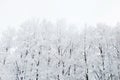 Birch trees in a snowy forest black and white