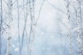 birch trees in a snowy forest with snow falling Royalty Free Stock Photo