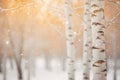 birch trees in a snowy forest at sunset Royalty Free Stock Photo