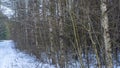 Birch trees in snowy and sunny winter day. Snowy Silver Birch. Winter landscape with snow field, birch tree, road Royalty Free Stock Photo