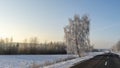 Birch trees in snowy and sunny winter day. Snowy Silver Birch. Winter landscape with snow field, birch tree, road Royalty Free Stock Photo