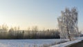 Birch trees in snowy and sunny winter day. Snowy Silver Birch. Winter landscape with snow field, birch tree, road.