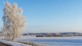 Birch trees in snowy and sunny winter day. Snowy Silver Birch. Winter landscape with snow field, birch tree, road.