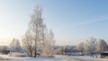 Birch trees in snowy and sunny winter day. Snowy Silver Birch. Winter landscape with snow field, birch tree, road.