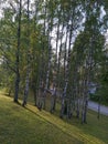 Birch trees in sonny day