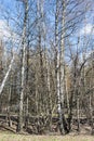 Birch trees in a spring park. Sunny day. Vertical image Royalty Free Stock Photo