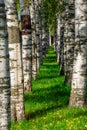 Birch trees stand in the park in the autumn season Royalty Free Stock Photo