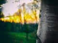 Birch trees in a summer or autumn forest Royalty Free Stock Photo