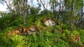 Birch trees, summer ferns and rocks in Abisko National Park in Sweden Royalty Free Stock Photo