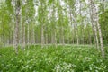Birch trees in summer forest Royalty Free Stock Photo