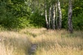Birch trees in summer forest, Poland Royalty Free Stock Photo