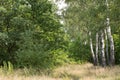 Birch trees in summer forest, Poland Royalty Free Stock Photo