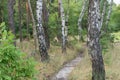 Birch trees in summer forest, Poland Royalty Free Stock Photo