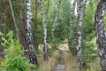 Birch trees in summer forest, Poland Royalty Free Stock Photo