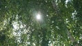 Birch trees in a summer forest under bridht sun Royalty Free Stock Photo