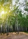 Birch trees in a summer forest under sun Royalty Free Stock Photo