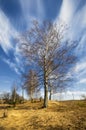 Birch trees in a summer forest under sun sky Royalty Free Stock Photo