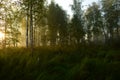 Birch trees in the sunlight of a foggy autumn morning sunrise in a deciduous forest Royalty Free Stock Photo