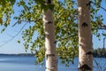 Birch trees sunny day near lake in finland nice nature nordic finnish landscape wild