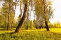 Birch trees on a sunny glade at dawn Royalty Free Stock Photo