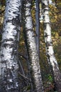 Birch Trees trunk closeup
