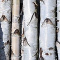 Birch trees trunks, pile of birch logs