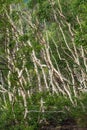 White birch trees on the dark lava soil of Mount Etna volcano, Italy