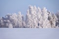 Birch trees under hoarfrost in snow field in winter season Royalty Free Stock Photo