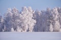 Birch trees under hoarfrost in snow field in winter season Royalty Free Stock Photo