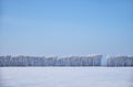 Birch trees under hoarfrost in snow field in winter season Royalty Free Stock Photo