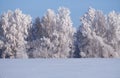 Birch trees under hoarfrost in snow field in winter season Royalty Free Stock Photo