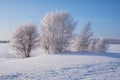 Birch trees under hoarfrost in snow field in winter season Royalty Free Stock Photo