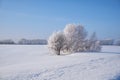 Birch trees under hoarfrost in snow field in winter season Royalty Free Stock Photo