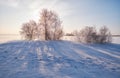 Birch trees under hoarfrost in snow field in winter season Royalty Free Stock Photo