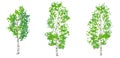 Birch trees vector