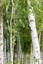 Birch Trees in the