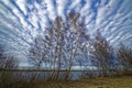 Birch trees against wavy clouds in blue sky at lake landscape Royalty Free Stock Photo