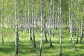 Birch trees with white birch bark