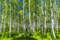 Birch trees with white trunks and green leaves in grove in spring in clear weather Royalty Free Stock Photo